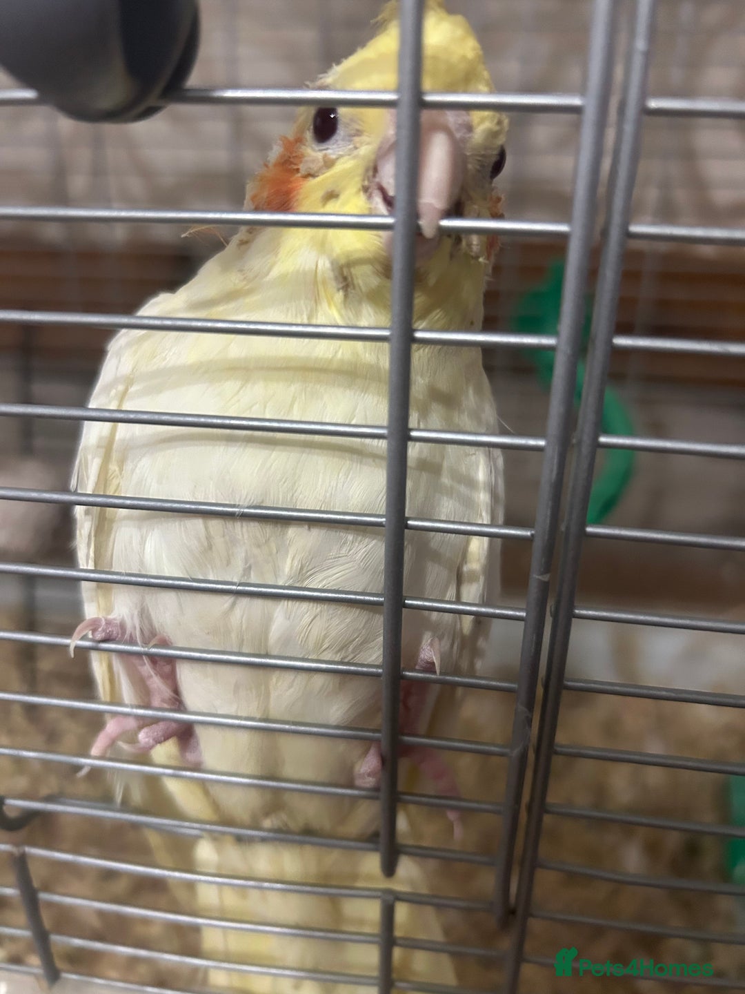 Cockatiels birds for sale: Hand Rearer cockatiel   - Image 3