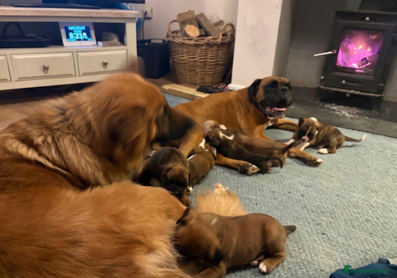 Boxer dogs KC Registered Boxer Puppies - Advert 2