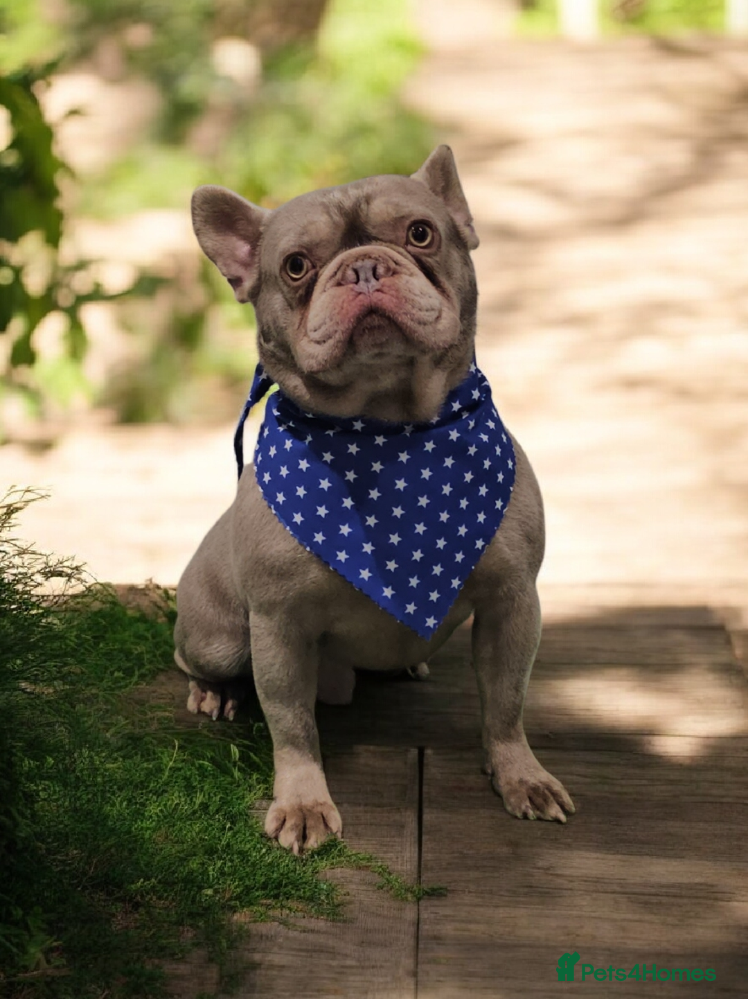 French Bulldog dogs for sale: KANO (RETIRED) LOOKING FOR HIS 5* HOME - Advert 2