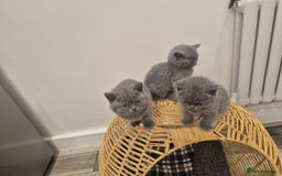 British Shorthair cats for sale: 1 Female British short-hair kitten LEFT  - Image 15