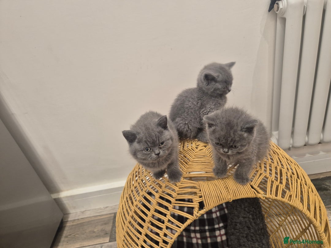 British Shorthair cats for sale: 1 Female British short-hair kitten LEFT  - Image 15
