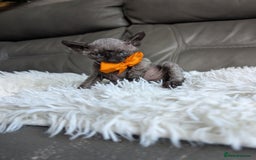 Sphynx cats for sale: Sphynx kittens - Image 31