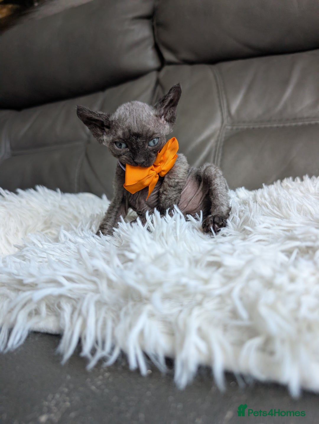 Sphynx cats for sale: Sphynx kittens - Image 31