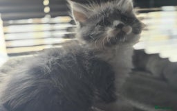 Maine Coon cats for sale: Mix Maine Cone kittens  - Image 1