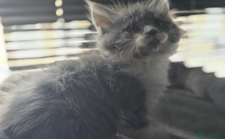 Maine Coon cats - Advert 4
