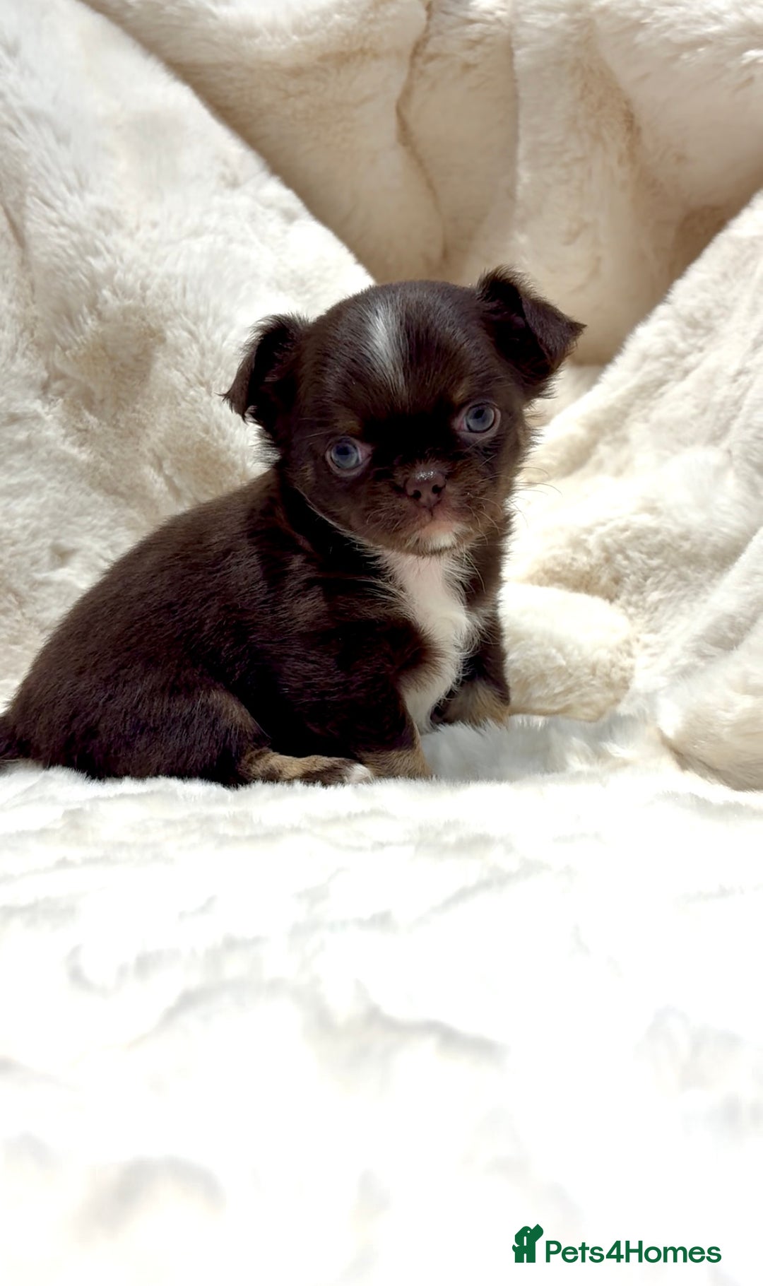 Chihuahua dogs for sale: QUALITY LONG COAT KC CHIHUAHUA PUPPIES  - Advert 27