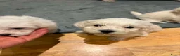 Bichon Frise dogs for sale: Bison Frise  - Advert 3