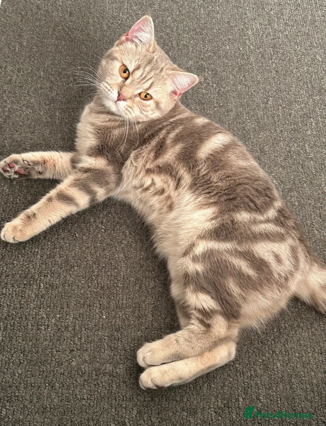 British Shorthair cats for sale: Bonded pair looking for a new home - Advert 3