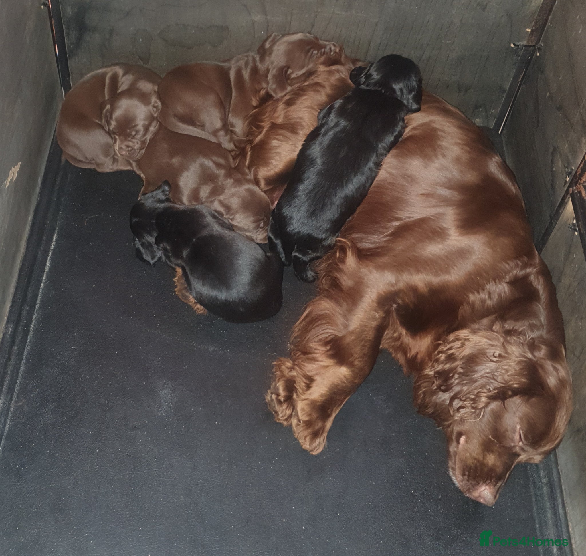 Sprocker dogs Sprocker pups. Beautiful lovely pups ready NOW - Advert 2