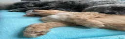 Double Doodle dogs for sale: Ultimate Double Doodles - lovely temperaments - Advert 21