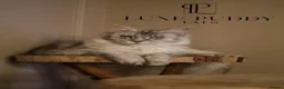 Maine Coon cats for sale: ⚜️ black smoke maine coon queen ⚜️ - Advert 5
