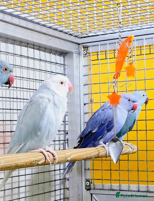 Parrots birds Beautiful Quality Parrots – Raised With Care - Advert 1