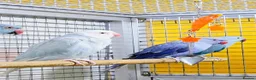 Parrots birds for sale: Beautiful Quality Parrots – Raised With Care in Hereford - Advert 1