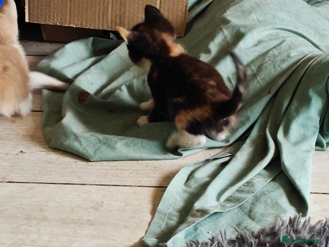 Mixed Breed cats for sale: Gorgeous Part BSH kittens ready to go now - Image 12