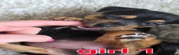 Jack Russell dogs for sale: Lilac and tan/black and tan Jack Russel puppies  in Eastbourne - Advert 16
