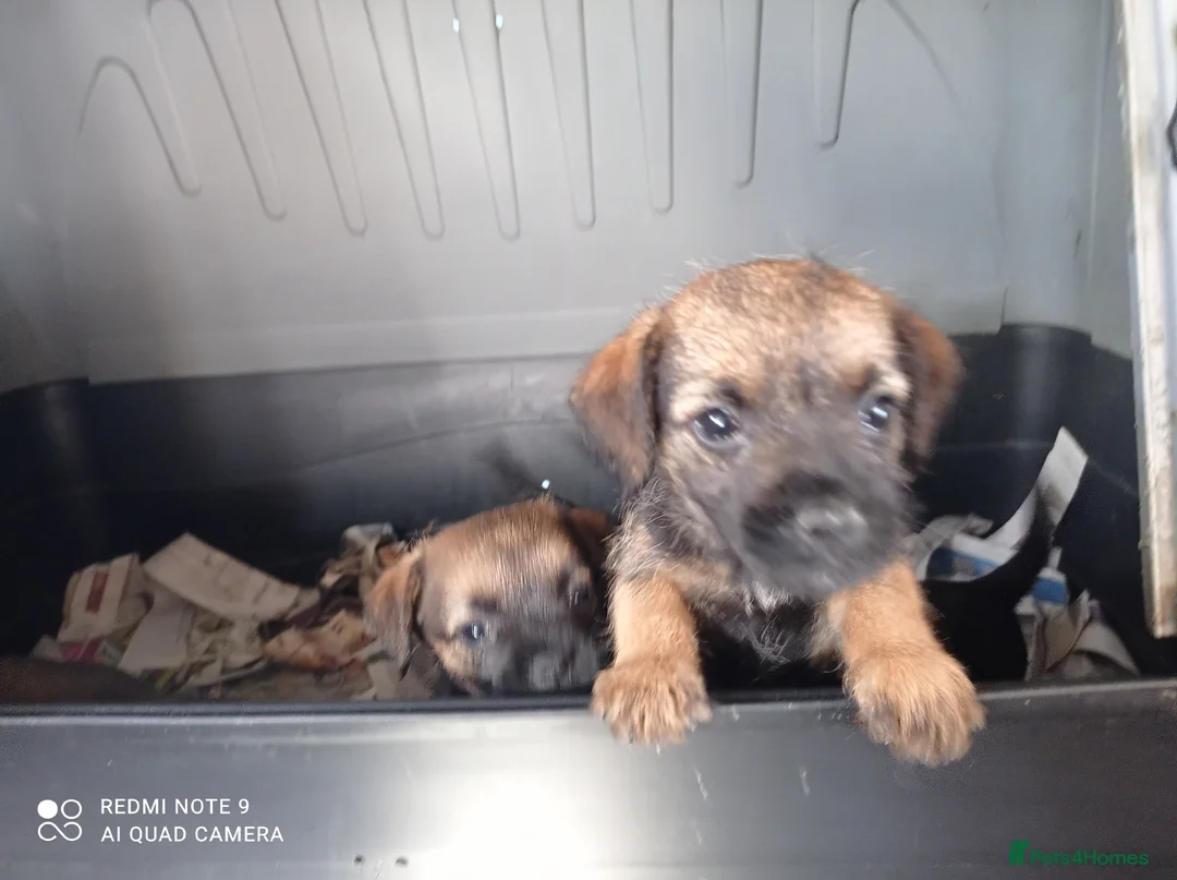 Border Terrier dogs for sale: Pedigree Border Terrier Puppies  in Poole - Advert 2