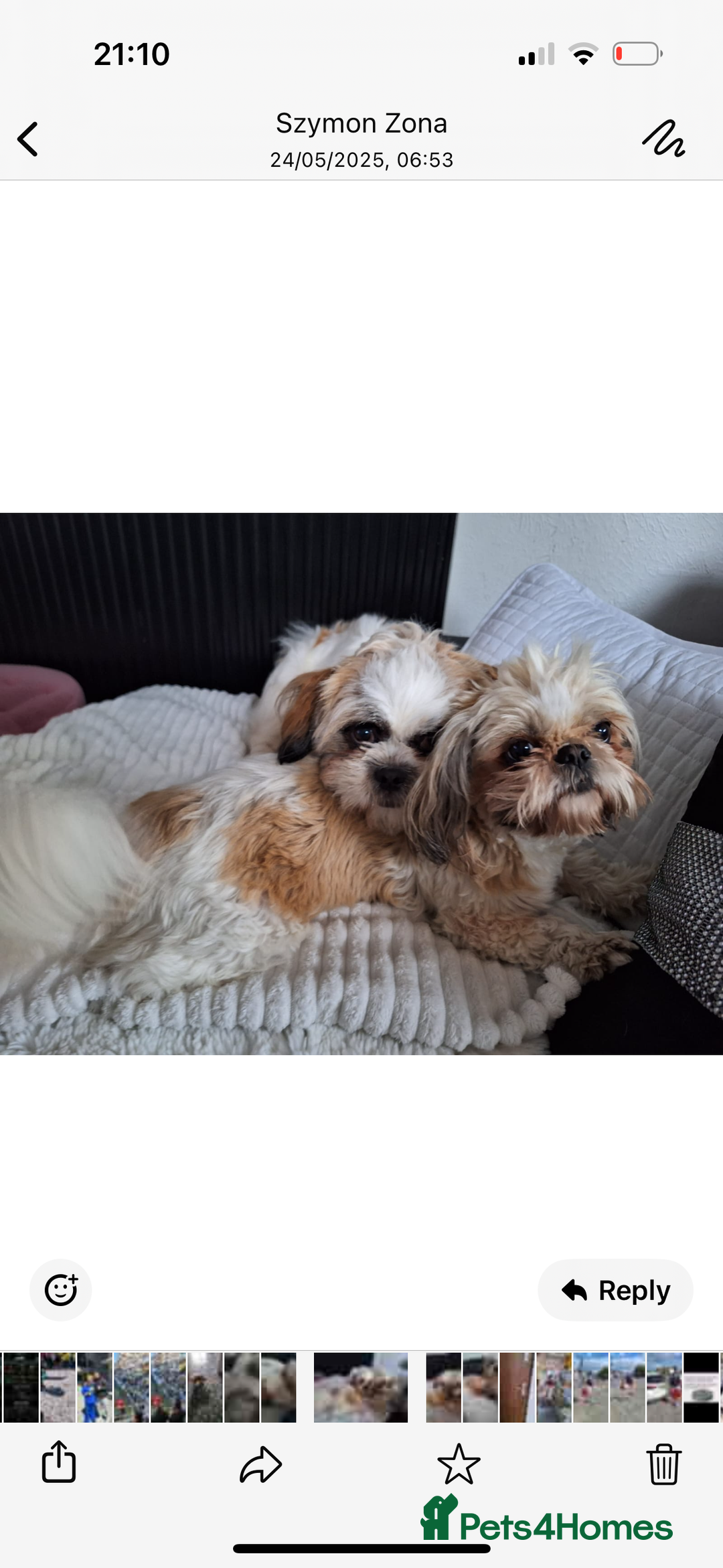 Shih Tzu dogs for sale: Shih Tzu puppies  - Image 10