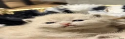 British Shorthair cats for sale: 100% Pure Pedigree XL CHunky CHAMPION reg. KITTENS - Advert 6