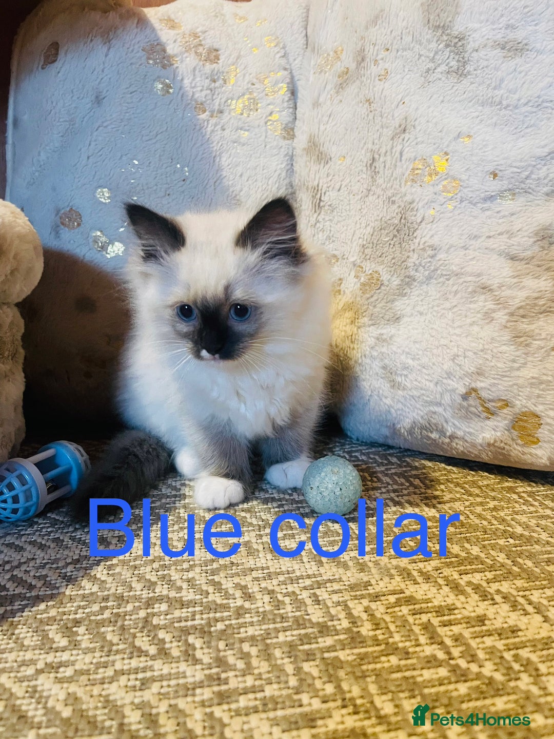 Ragdoll cats for sale: Ragdoll kittens ready 28th Jan  - Advert 7