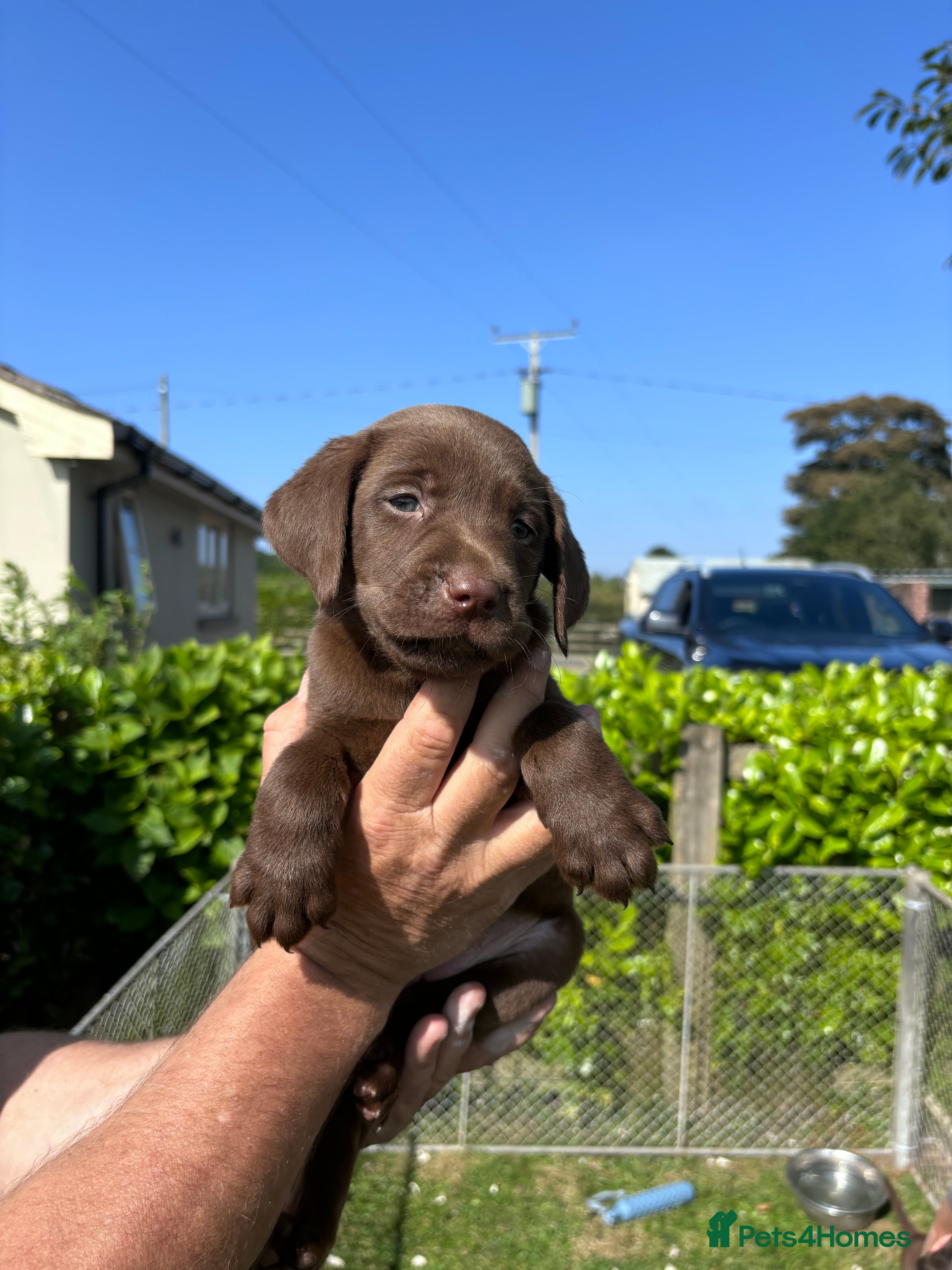 Labrador Retriever dogs Working Labrador pups for sale - Advert 1