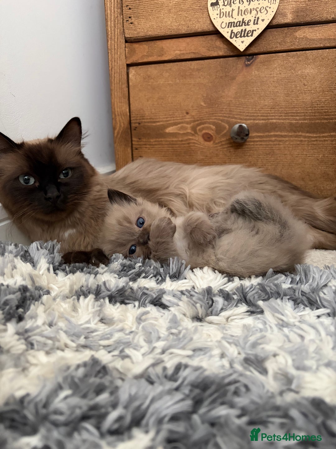 Ragdoll cats for sale: Beautiful Ragdoll Kittens For Sale  - Advert 1
