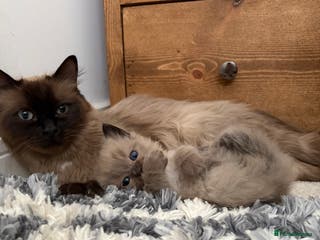 Ragdoll cats Beautiful Ragdoll Kittens For Sale - Advert 1