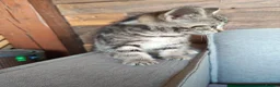 Mixed Breed cats for sale: Four kittens  - Advert 12