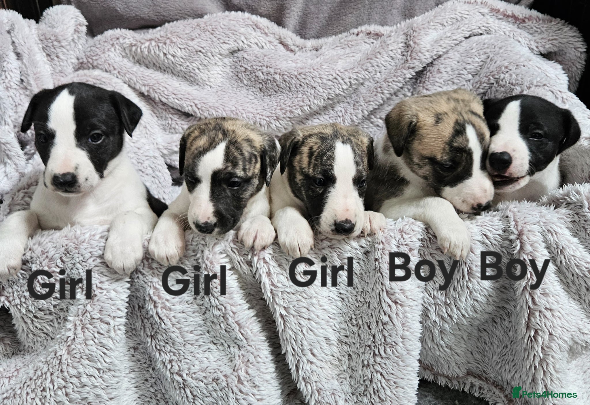 Whippet dogs for sale: KC reg Whippet puppies - Advert 1