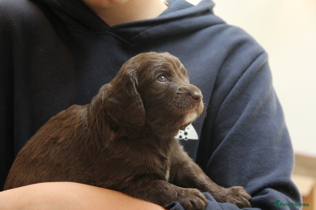 Mixed Breed dogs for sale: Cockapoo - Bernedoodle Pups - Image 7