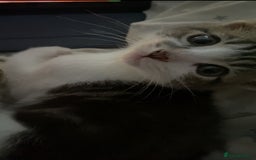Mixed Breed cats for sale: One beautiful boy - Image 9