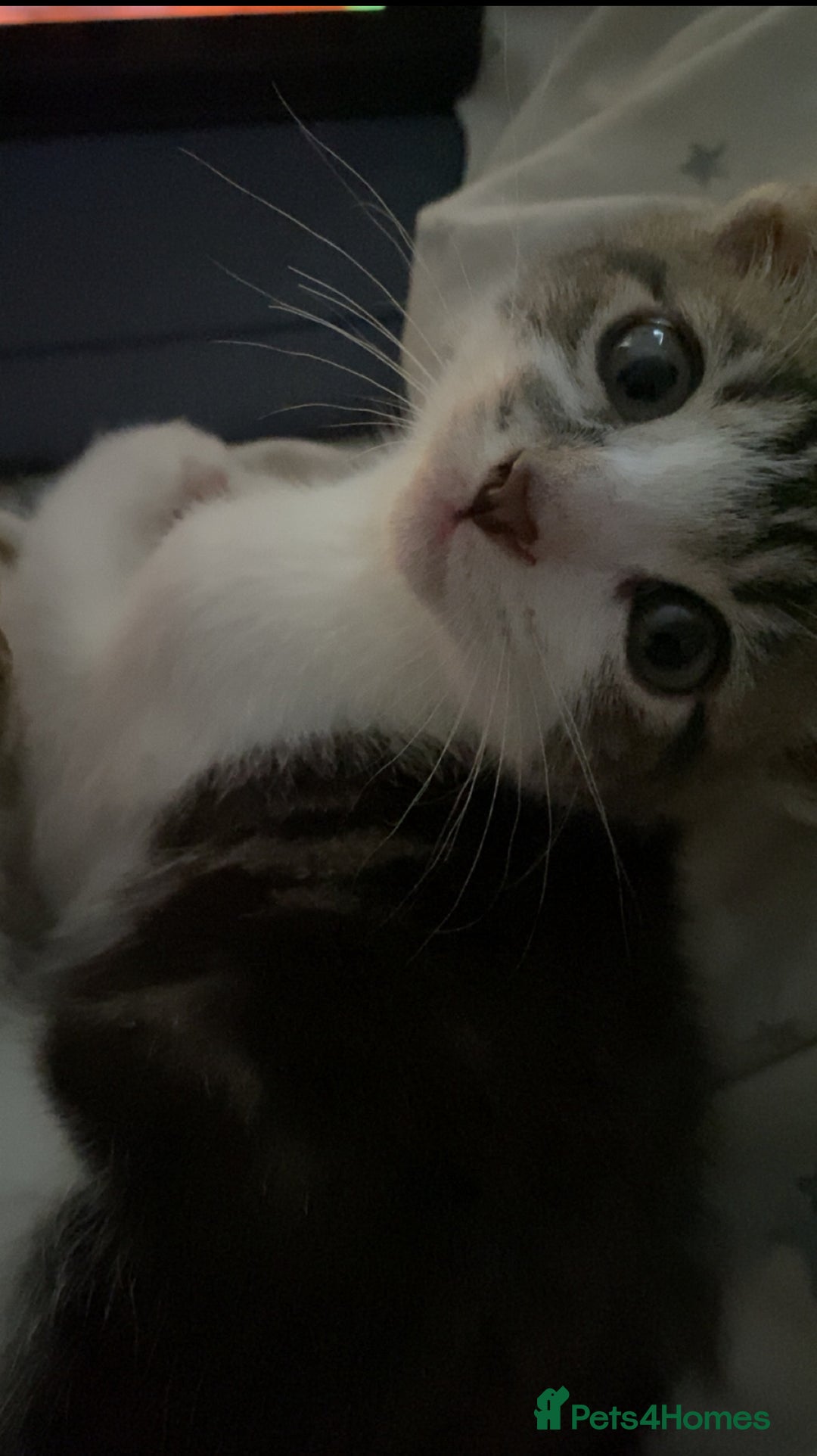 Mixed Breed cats for sale: One beautiful boy - Image 9