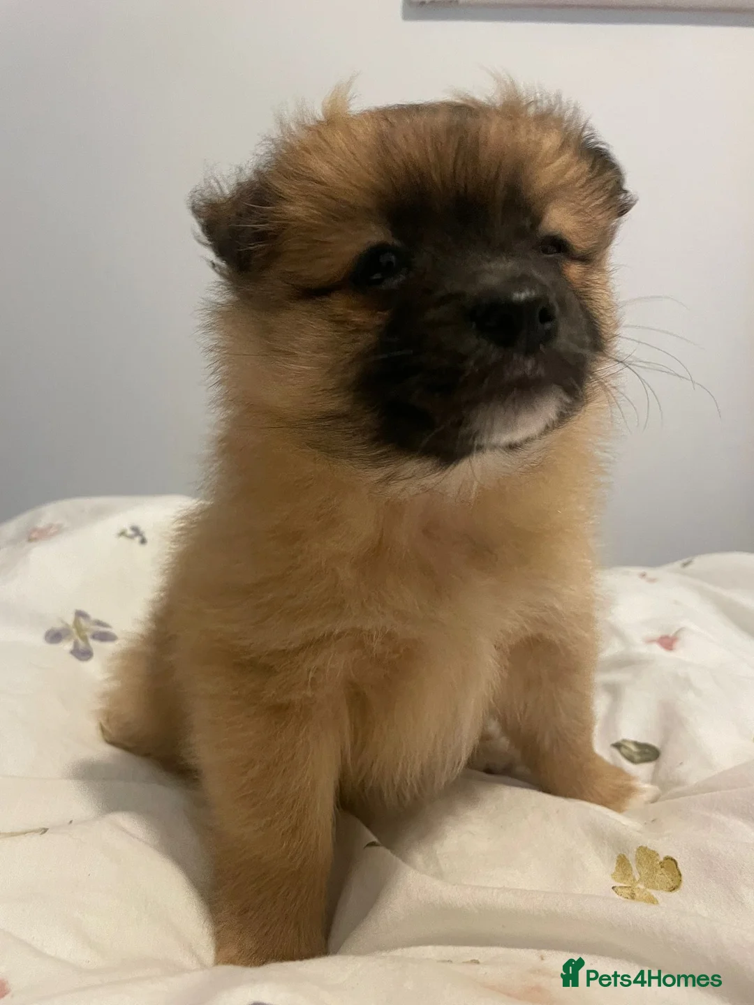 Pomeranian dogs for sale: Two male Pomeranian puppies for sale - Advert 25