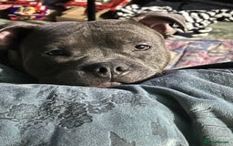 Staffordshire Bull Terrier dogs for stud: Loki | EXCEPTIONAL Blue Staffordshire Bull Terriet - Image 4