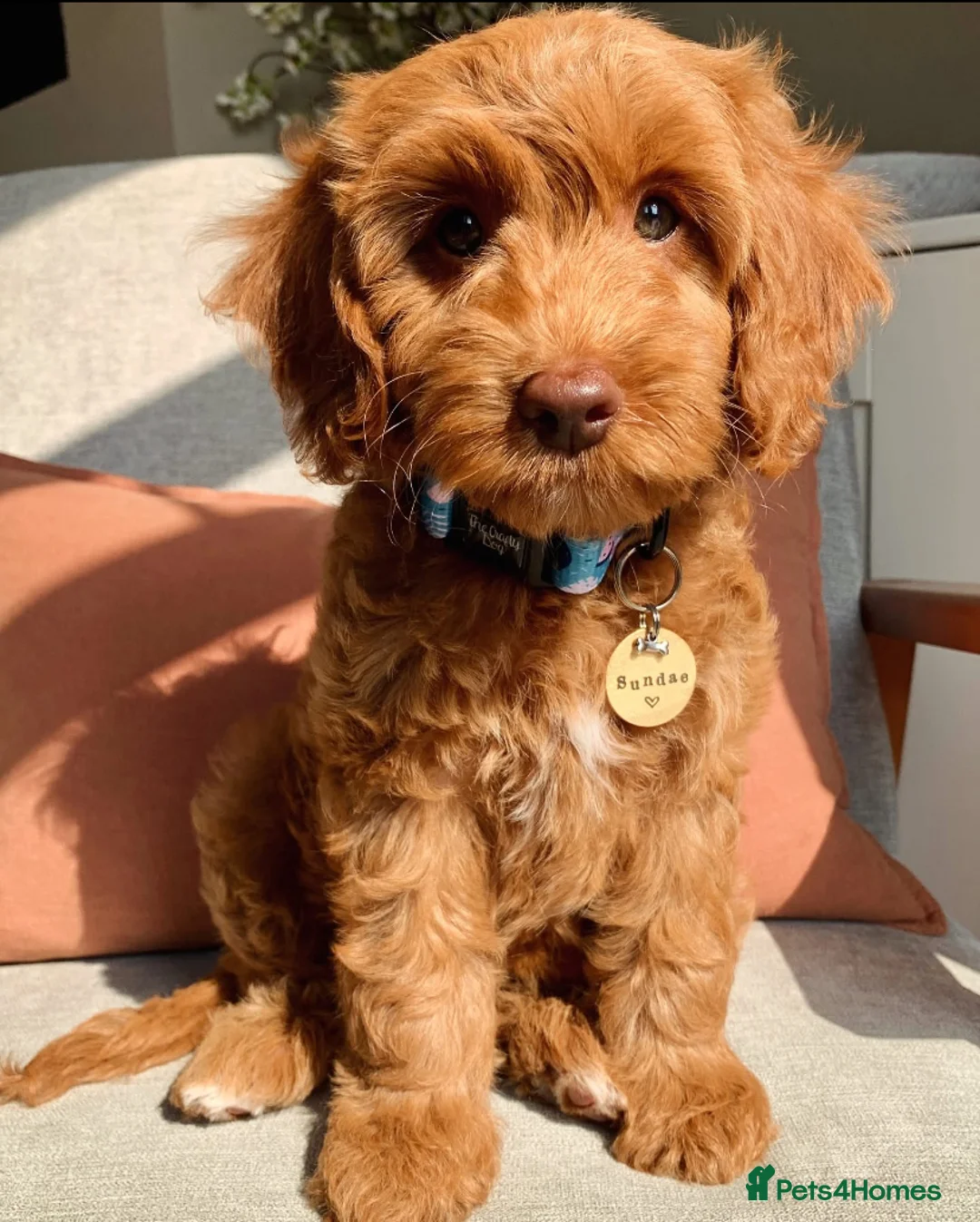 Gallery Image {{count}}