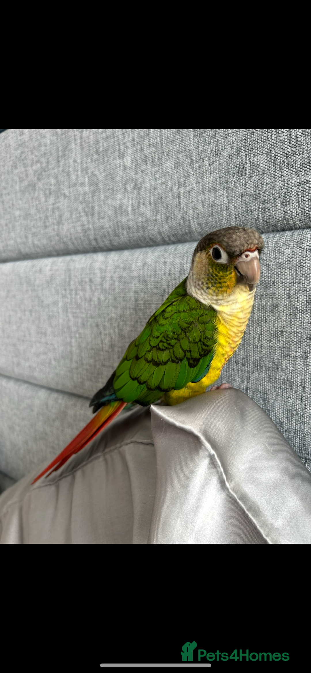 Conures birds for sale: Conure for sale, tame friendly bird can talk - Image 2