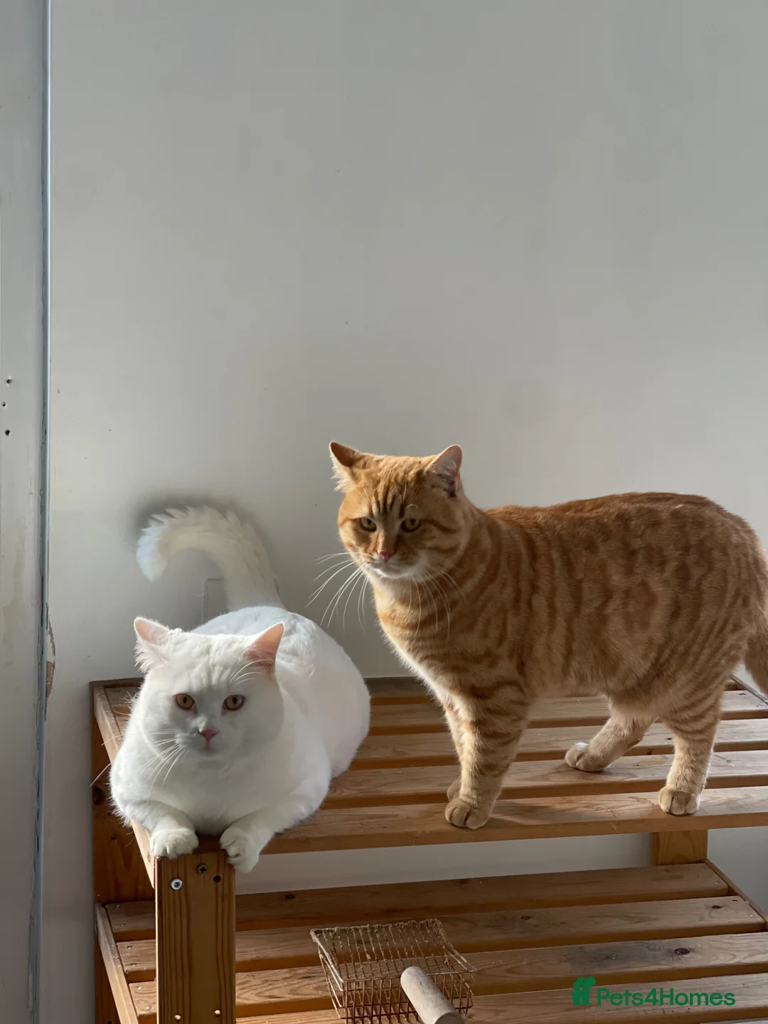 British Shorthair cats for adoption: British Shorthair for adoption - Advert 8