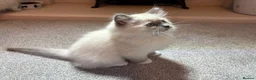 Ragdoll cats for sale: Active GCCF & TICA registered breeding ragdoll - Advert 9