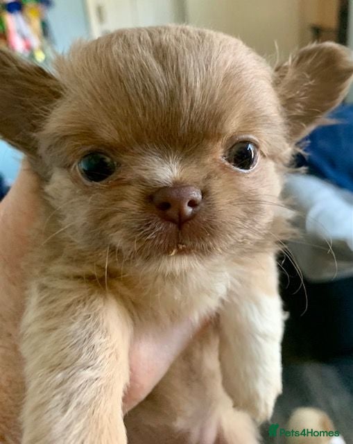 Chihuahua dogs K.C Longcoat Chihuahua boys and girls in Essex  - Advert 2