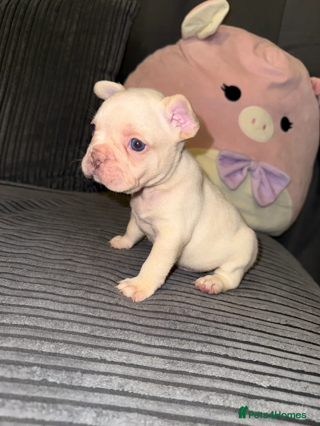 French Bulldog dogs for sale: ✨French Bulldog Puppies for sale✨ - Advert 7