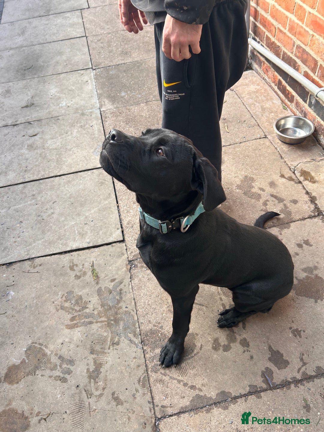 Mixed Breed dogs for sale: Puppy for sale  - Advert 12