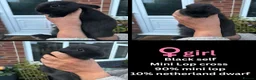 Mixed Breed rabbits for sale: Orange Mini lop + Mini lop cross black orange  - Advert 39