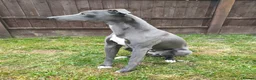 Whippet dogs for sale: KC Registered Whippet Dog, 20 months old in Swadlincote - Advert 3