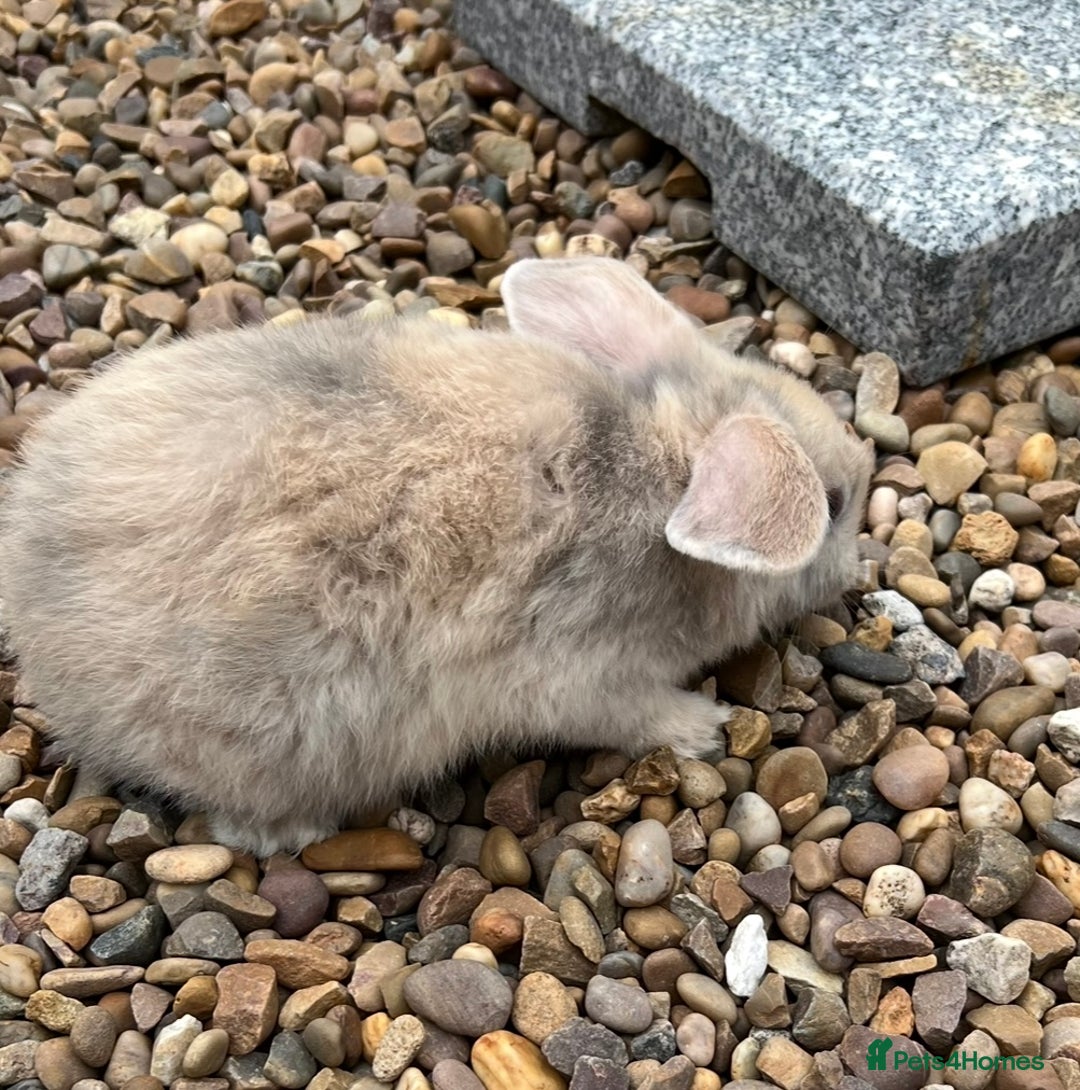 Mini Lop rabbits for sale: Mini Lops Ready now!!!!  in Coalville - Image 14