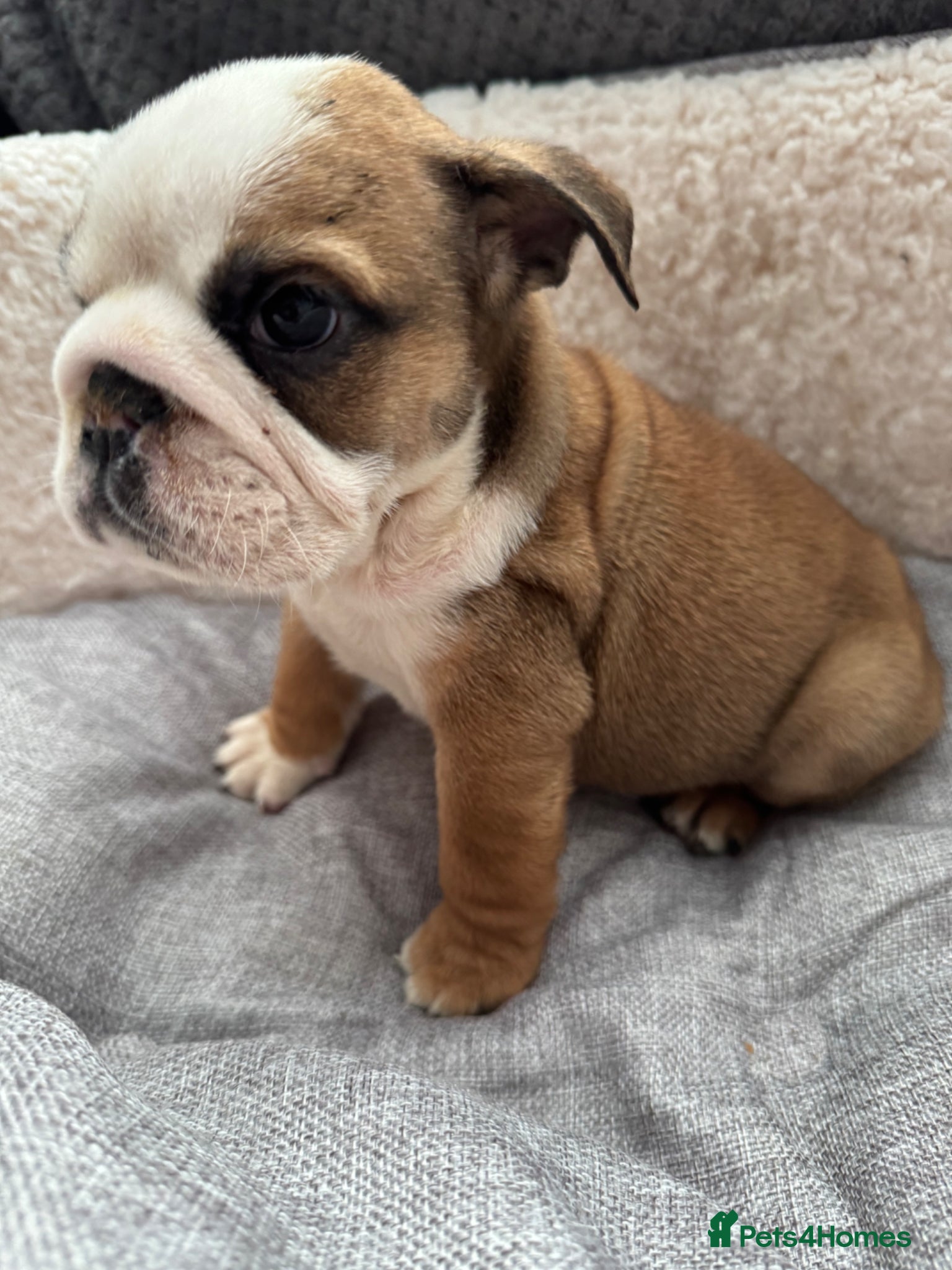 English Bulldog dogs KC REG REDUCED Red/White English Bulldog Puppies  - Advert 2
