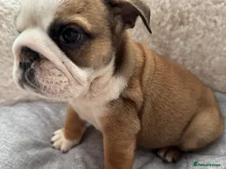 English Bulldog dogs KC REG REDUCED Red/White English Bulldog Puppies - Advert 2