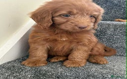 Cockapoo dogs for sale: Beautiful cockapoo puppies  - Image 8
