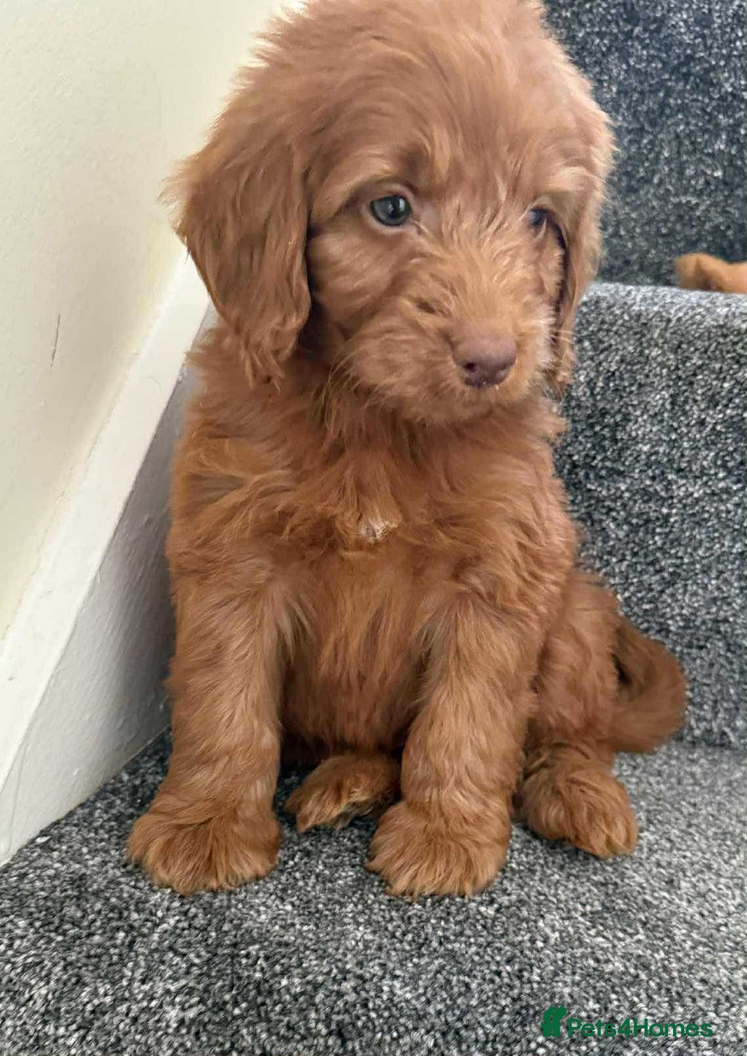 Cockapoo dogs for sale: Beautiful cockapoo puppies  - Image 8