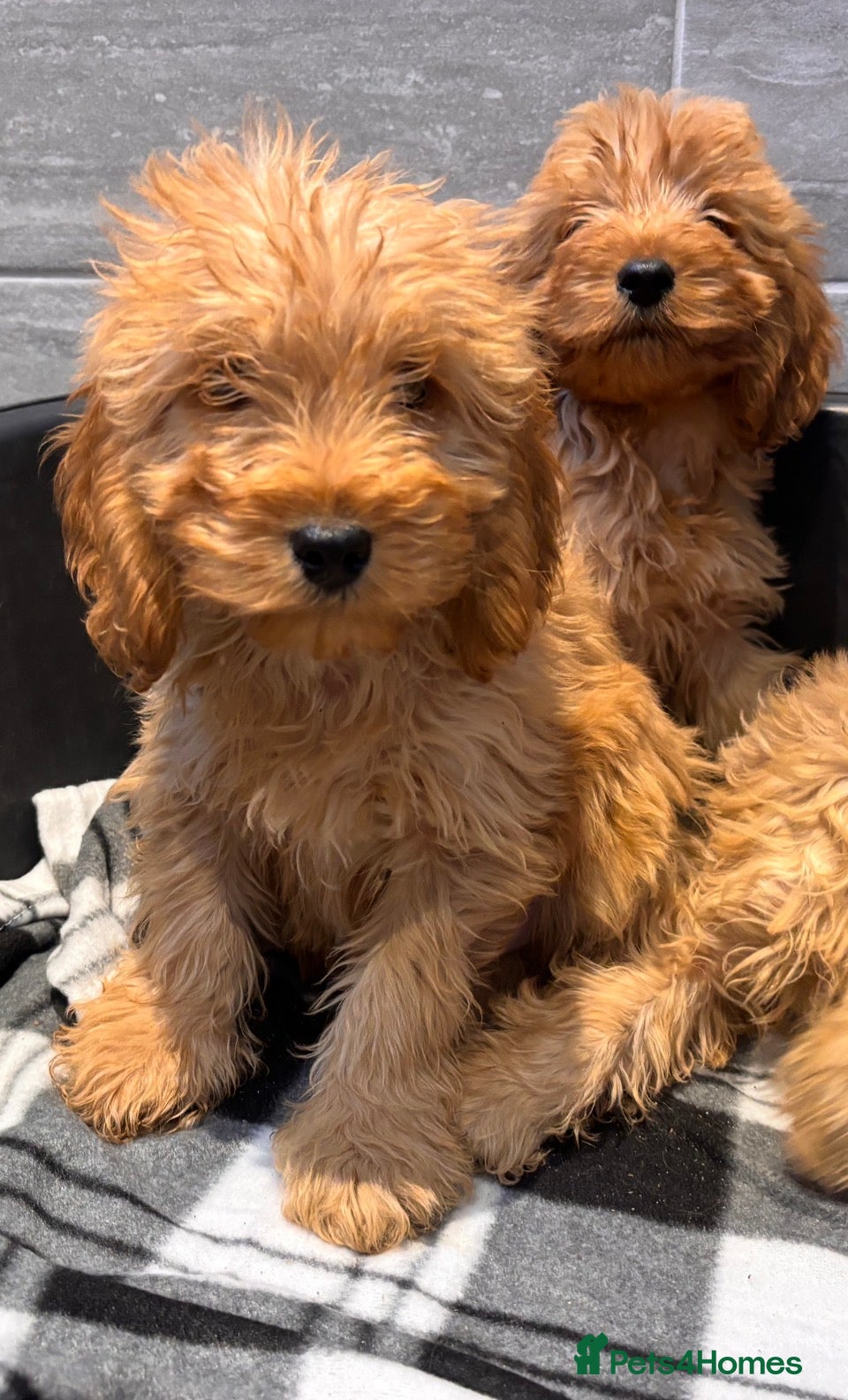 Cockapoo dogs Beautiful gold Cockapoo puppies - Advert 3