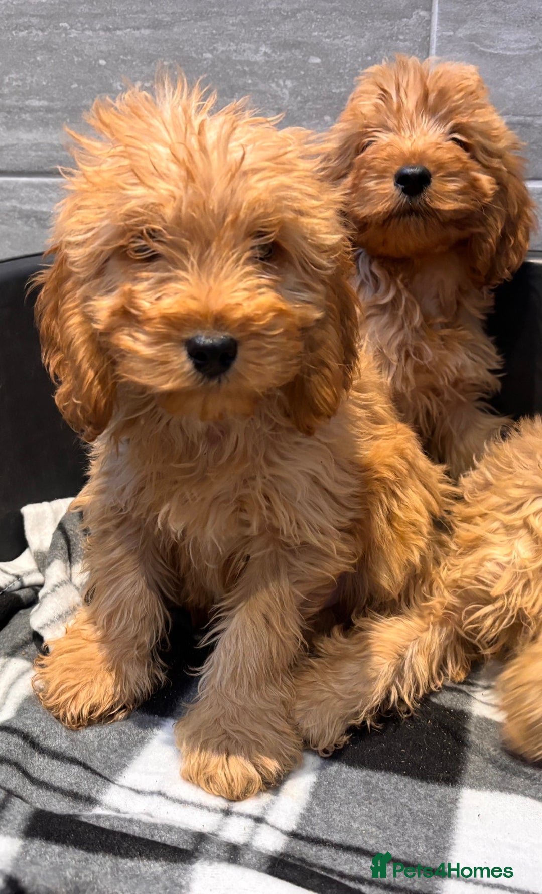 Cockapoo dogs for sale: Beautiful gold Cockapoo puppies - Advert 1
