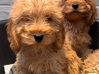 Cockapoo dogs Beautiful gold Cockapoo puppies - Advert 3